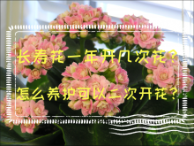 <strong>长寿花一年开几次花？怎么养护可以二次开花？</strong>