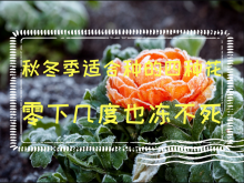 <strong>秋冬季适合种的四种花，零下几度也冻不死</strong>