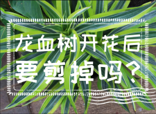 <strong>龙血树开花后要剪掉吗？龙血树的特点</strong>
