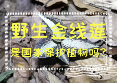 <strong>野生金线莲是国家保护植物吗？金线莲价值介绍</strong>