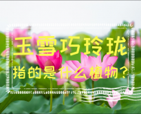 <strong>玉雪巧玲珑指的是什么植物？</strong>