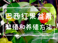 <strong>巴西红果盆景繁殖和养殖方法</strong>