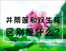 <strong>并蒂莲和双生花的区别是什么？</strong>