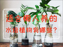 <strong>适合懒人养的水培植物有哪些？水培植物介绍</strong>