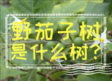 <strong>野茄子树是什么树？农业知识科普</strong>