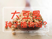 <strong>大豆是种子植物吗？大豆农业知识科普</strong>