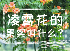 <strong>凌霄花的果实叫什么？凌霄花知识介绍</strong>