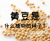 <strong>黄豆是什么植物的种子？黄豆生长过程介绍</strong>