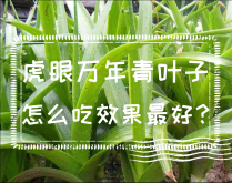 <strong>虎眼万年青叶子怎么吃效果最好？食用虎眼万年青注意事项</strong>
