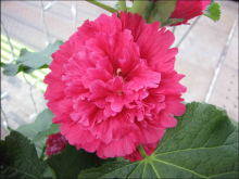 <strong>重瓣蜀葵怎么种？重瓣蜀葵的种植方法和注意事项</strong>