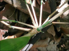 <strong>勒竹生桩怎么种植成活率高？</strong>