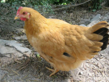 <strong>鸡呼吸道感染症状及治疗</strong>