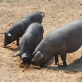 为什么育肥猪生长慢，料耗大？