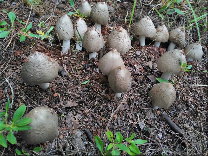 野生的鸡枞菌一般生长在哪里？