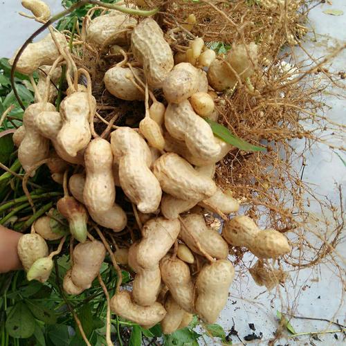 花生白绢病发病症状有哪些?如何防治?