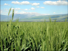 <strong>小麦立春后先除草还是施肥？小麦立春种植技术</strong>