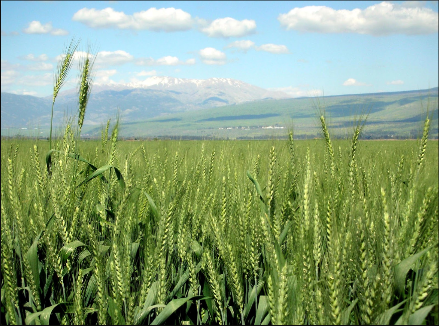 小麦立春后先除草还是施肥？小麦立春种植技术