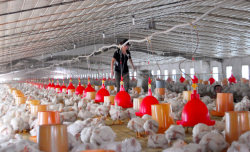 <strong>肉鸡养殖常用用药方法和用药常识</strong>