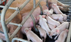 猪感冒用刺鼻疗法具体怎么操作？