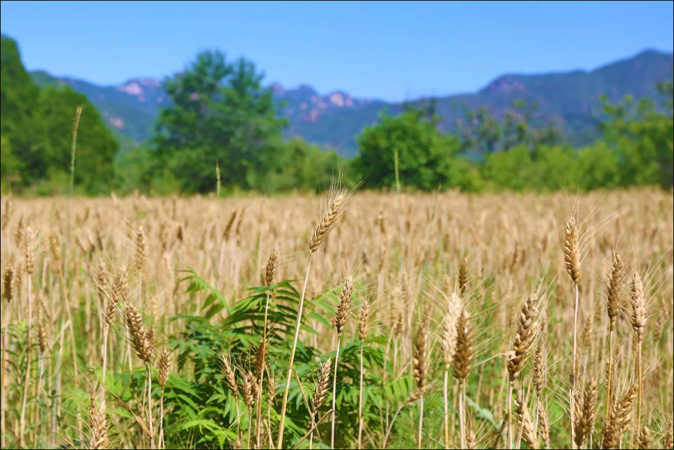 冬小麦适合在哪些地区种植？全国各地冬小麦种植区域介绍