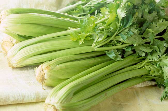 芹菜黄萎病的症状是什么?有哪些防治方法