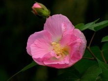 <strong>木芙蓉的繁殖种植方法</strong>