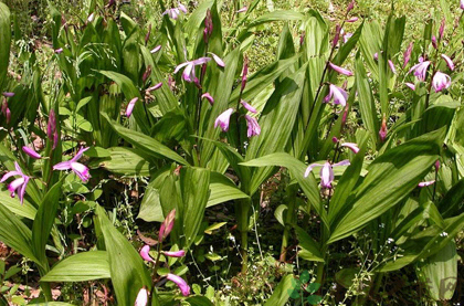 白芨的田间管理要点