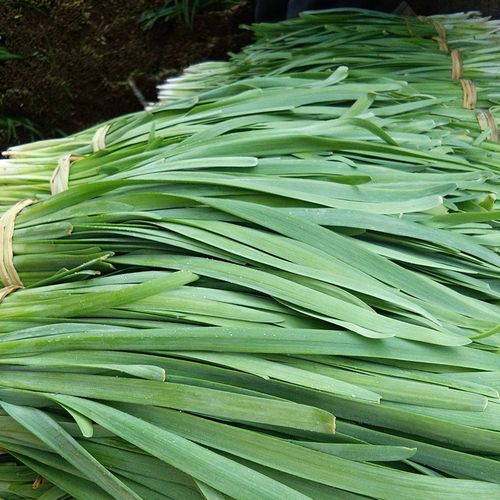 种韭菜除草怎样用药