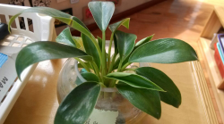 <strong>水培植物都有哪些？水培养护需注意什么?</strong>