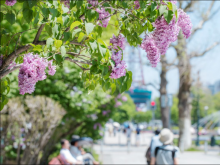 <strong>丁香树适合庭院种植吗？丁香种植知识科普</strong>