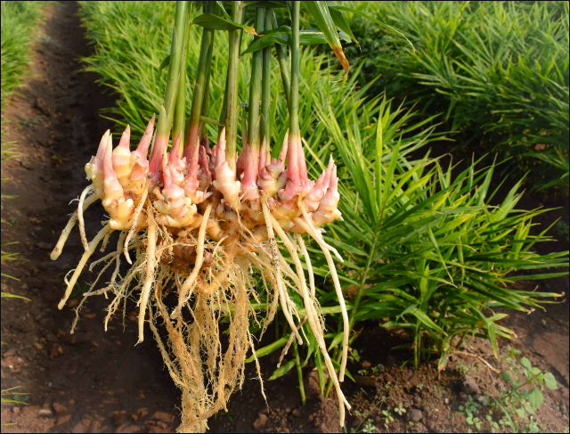 生姜6月份种植几个月收获？生姜种植技术要点