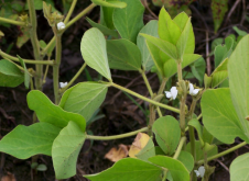 <strong>大豆盛花期能打杀虫剂吗？大豆种植杀虫技巧</strong>