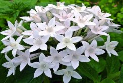 <strong>繁星花的养殖方法及养护要点</strong>