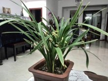 <strong>1月的兰花要怎么种植养护好？</strong>