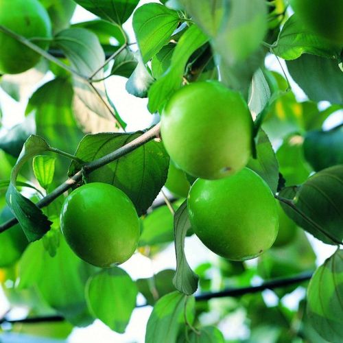1月份可以种植什么果树