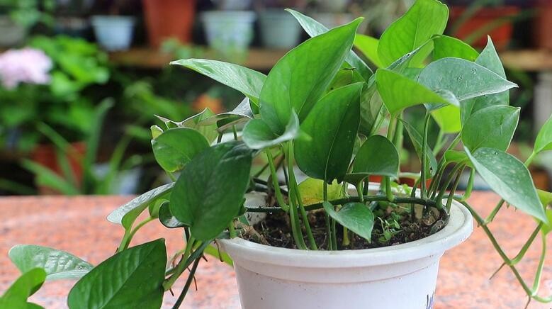 绿萝根茎发黑怎么办?