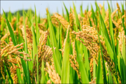 <strong>小麦和水稻哪个播种范围更广？种植区域分析</strong>