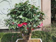 <strong>茶花的施肥方法是什么？有哪些注意事项？</strong>