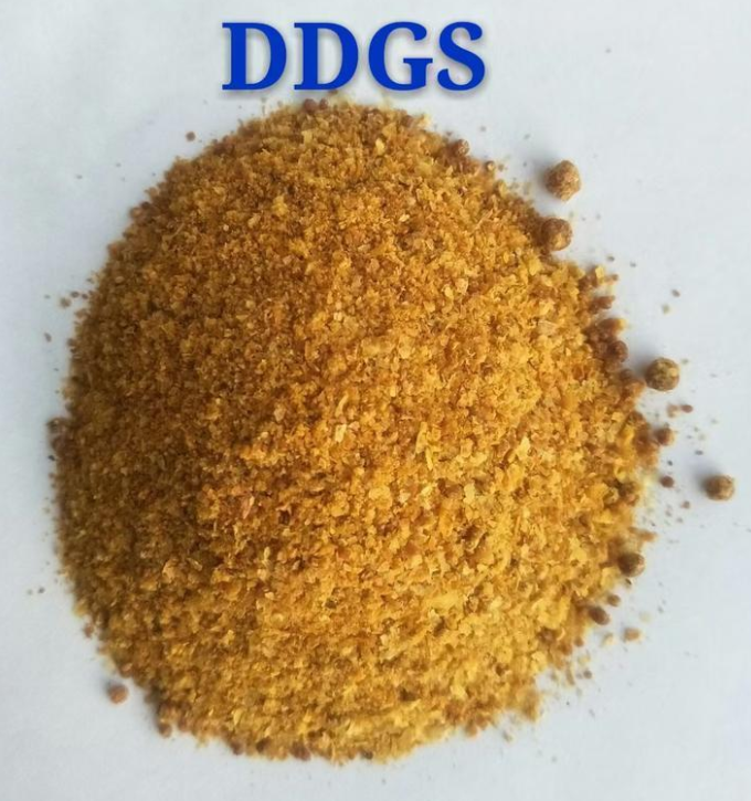 ddgs是什么饲料?饲料知识科普