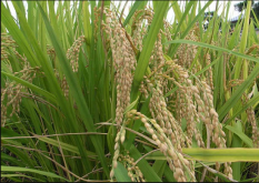 <strong>灿稻种植海拔上限是多少？灿稻种植知识科普</strong>
