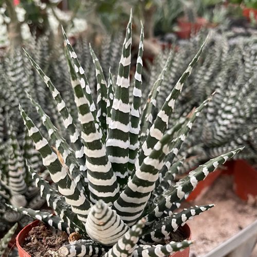 斑马绿植在室内如何养?