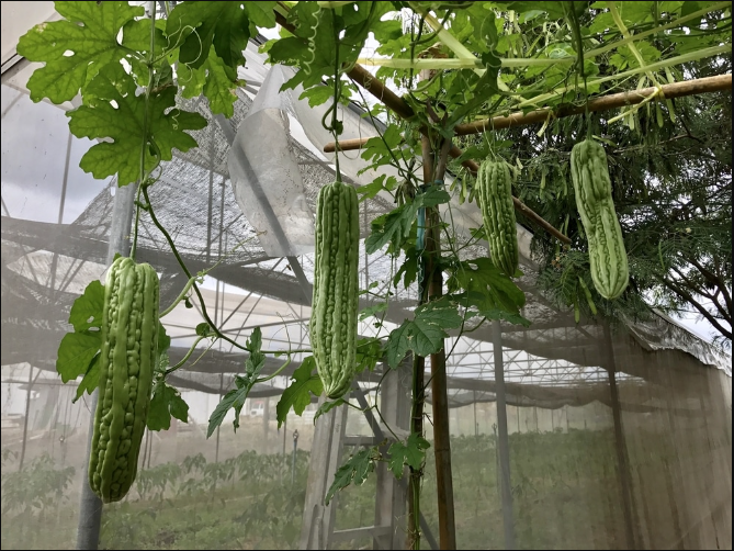 苦瓜禁用什么肥料?苦瓜施肥时间