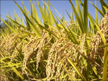异恶草松水稻注意事项；异恶草松对后茬作物有影响吗？