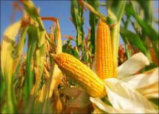 <strong>玉米抽穗能打叶面肥吗？玉米种植技术要点</strong>