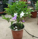 <strong>双色茉莉花室内养殖要点</strong>