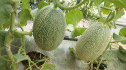 <strong>哈密瓜种植方法与技术</strong>