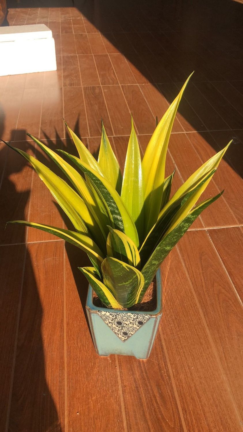 黄金虎皮兰怎么养殖才能黄?