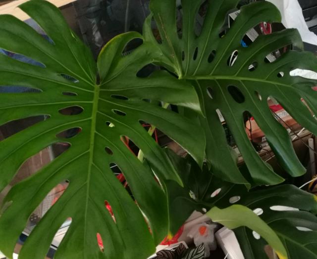 龟背竹茎倒伏怎么办?
