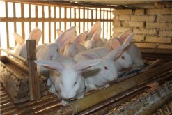 <strong>肉兔家庭散养育肥方法</strong>