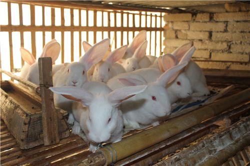 肉兔家庭散养育肥方法